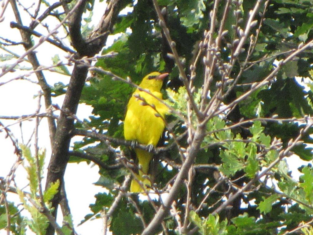 Rigogolo - Oriolus oriolus in Digiscoping